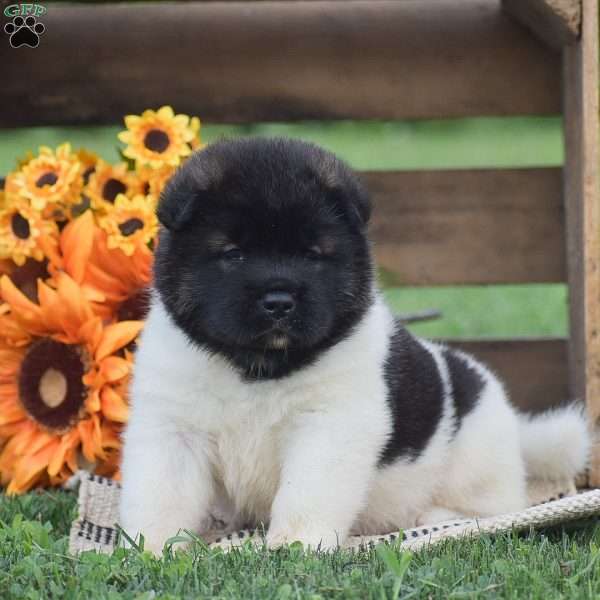 Bear, Akita Puppy