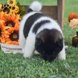 Bear, Akita Puppy