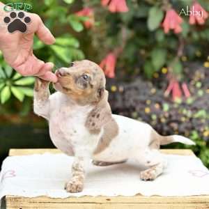 Abby (mini), Dachshund Puppy