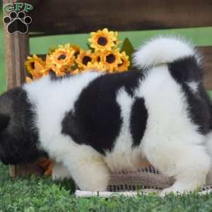 Bear, Akita Puppy