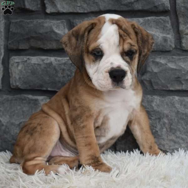 Toby, Beabull Puppy