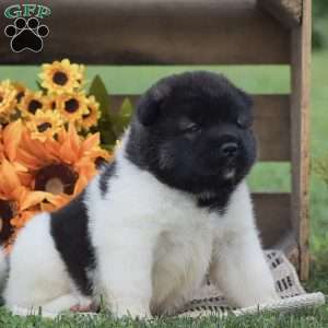 Bear, Akita Puppy