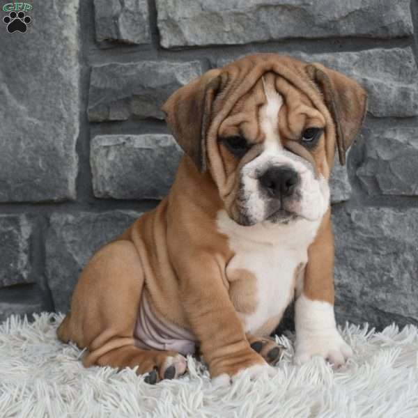 Milo, Beabull Puppy