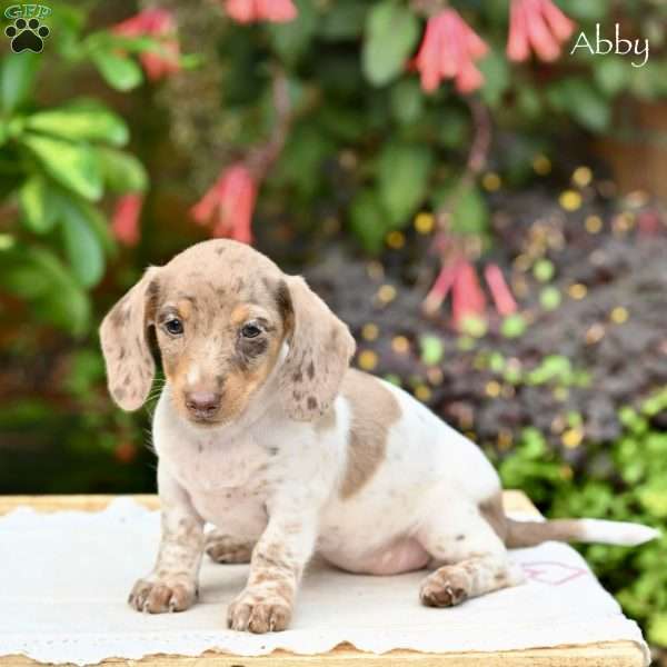Abby (mini), Dachshund Puppy