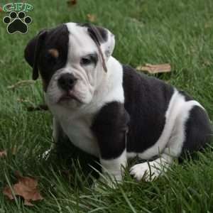 Bella, Beabull Puppy