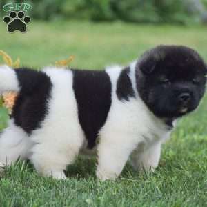 Bear, Akita Puppy