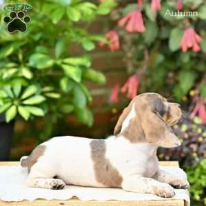 Autumn (mini), Dachshund Puppy