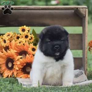 Bear, Akita Puppy
