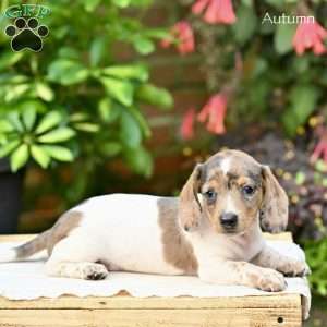 Autumn (mini), Dachshund Puppy
