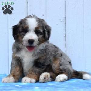 Clover, Mini Bernedoodle Puppy
