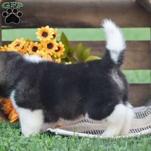 Benji, Akita Puppy