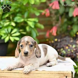 Autumn (mini), Dachshund Puppy
