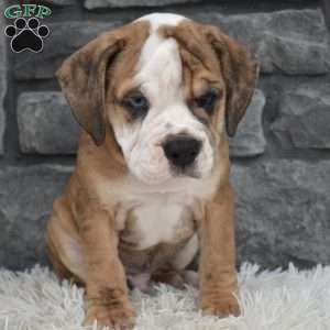 Toby, Beabull Puppy