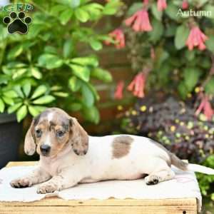 Autumn (mini), Dachshund Puppy