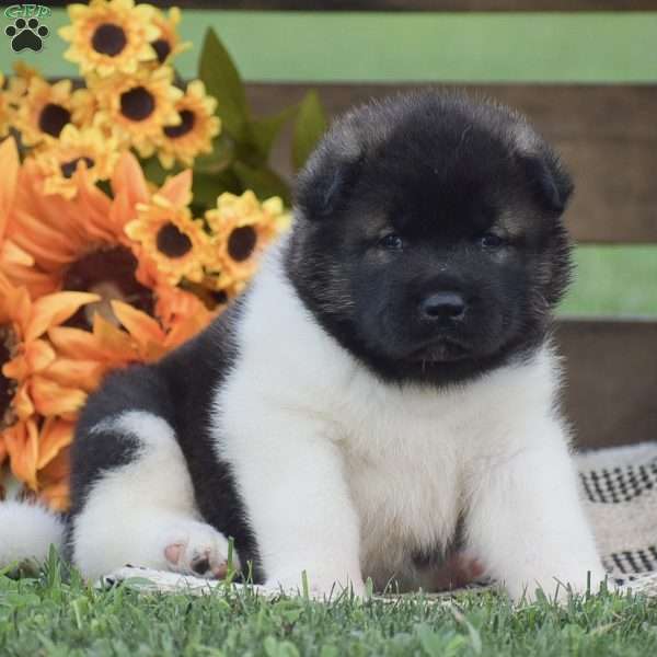 Benji, Akita Puppy
