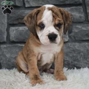 Toby, Beabull Puppy