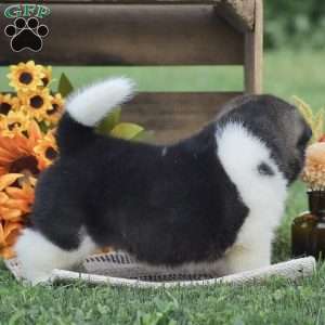 Benji, Akita Puppy