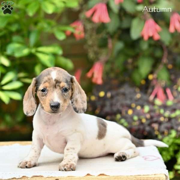 Autumn (mini), Dachshund Puppy