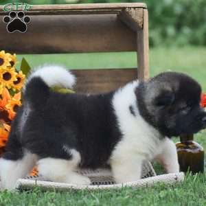 Benji, Akita Puppy