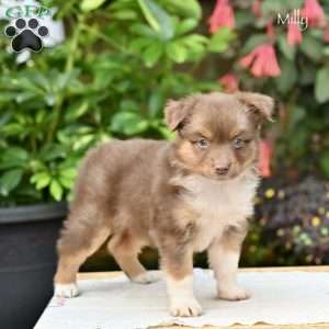 Molly, Miniature Australian Shepherd Puppy