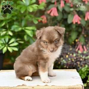 Molly, Miniature Australian Shepherd Puppy