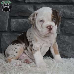 Truffle, Beabull Puppy