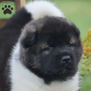 Benji, Akita Puppy