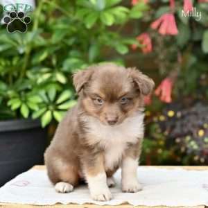 Molly, Miniature Australian Shepherd Puppy