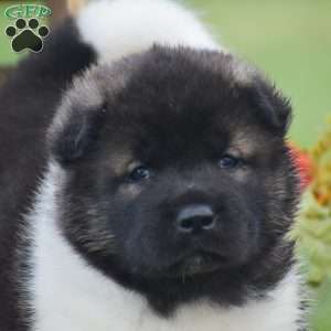 Benji, Akita Puppy