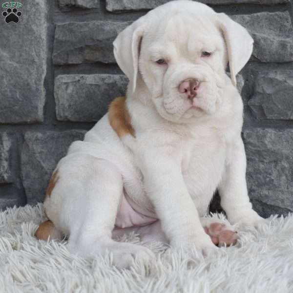 Maggie, Beabull Puppy