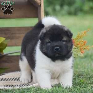 Benji, Akita Puppy