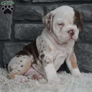 Truffle, Beabull Puppy