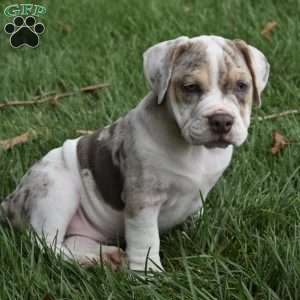 Bailey, Beabull Puppy
