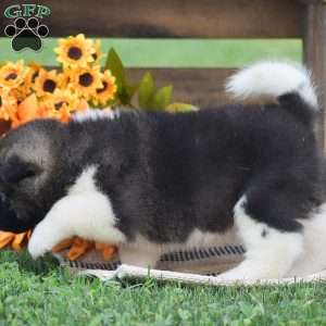 Benji, Akita Puppy