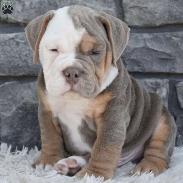 Bentley, Beabull Puppy