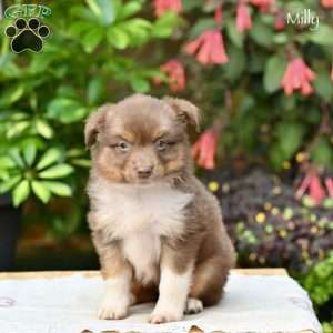 Molly, Miniature Australian Shepherd Puppy
