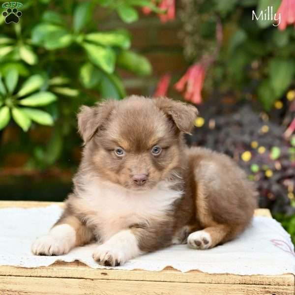 Molly, Miniature Australian Shepherd Puppy