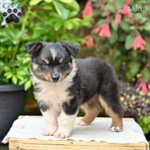Milo, Miniature Australian Shepherd Puppy
