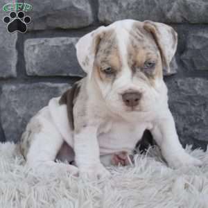 Bailey, Beabull Puppy