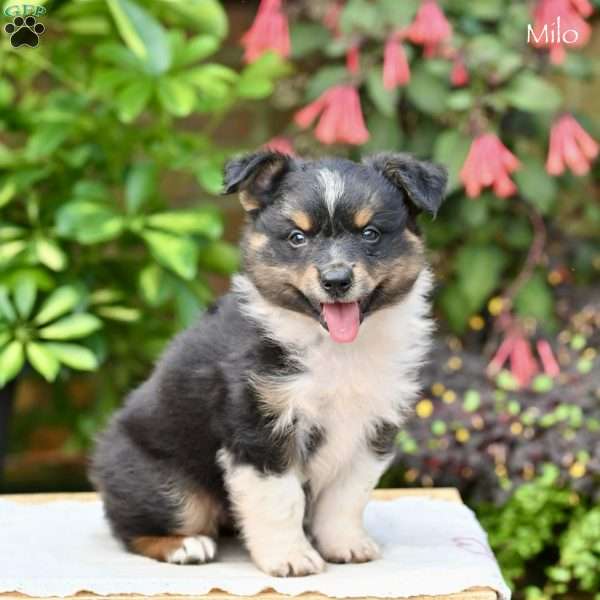 Milo, Miniature Australian Shepherd Puppy