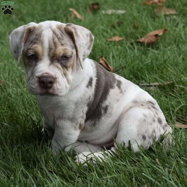 Bailey, Beabull Puppy