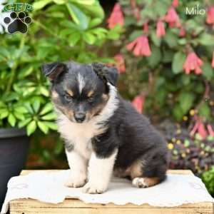 Milo, Miniature Australian Shepherd Puppy