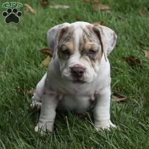 Bailey, Beabull Puppy