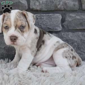 Bailey, Beabull Puppy