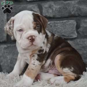 Truffle, Beabull Puppy