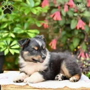Milo, Miniature Australian Shepherd Puppy