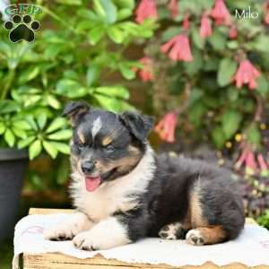 Milo, Miniature Australian Shepherd Puppy