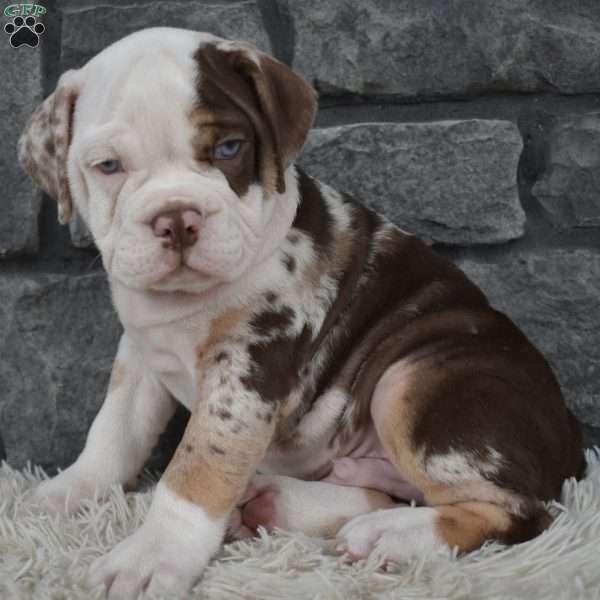 Truffle, Beabull Puppy