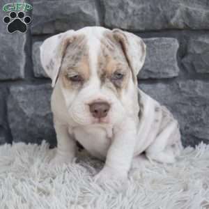 Bailey, Beabull Puppy