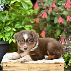 Moose, Miniature Australian Shepherd Puppy